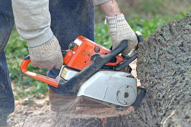 How Our Tree Care Process Works  in  Jewett City, CT