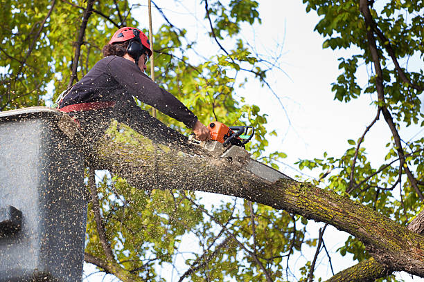 Trusted Jewett City, CT Tree Care Experts